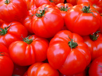 Base Tomate